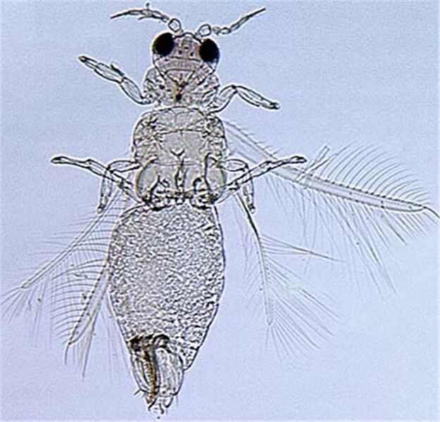 File:Pseudomorfull cleaned.jpg