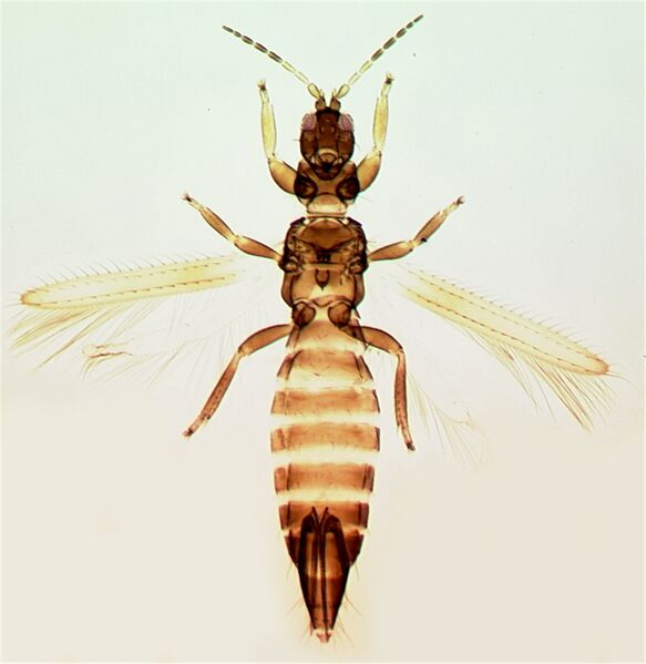 File:CranoConostFull.jpg