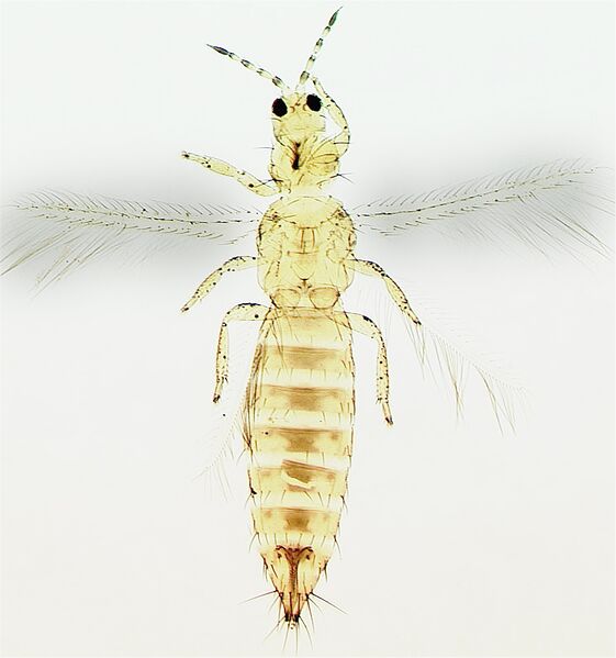 File:Frankliniella occidentalis female.jpg