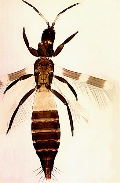 File:Aeolobicfull cleaned.jpg