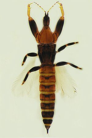 Paracholeothrips gracilis.jpg