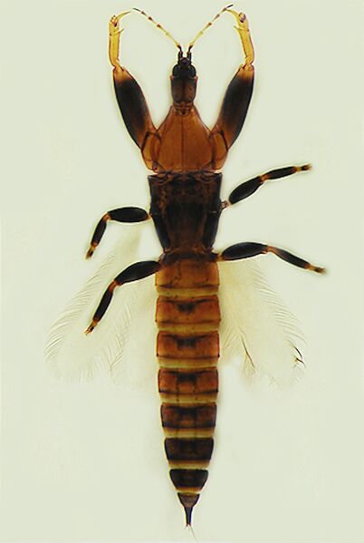 File:Paracholeothrips gracilis.jpg