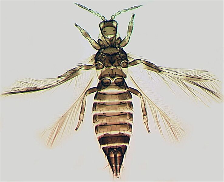 File:NeohydSamFull cleaned.jpg