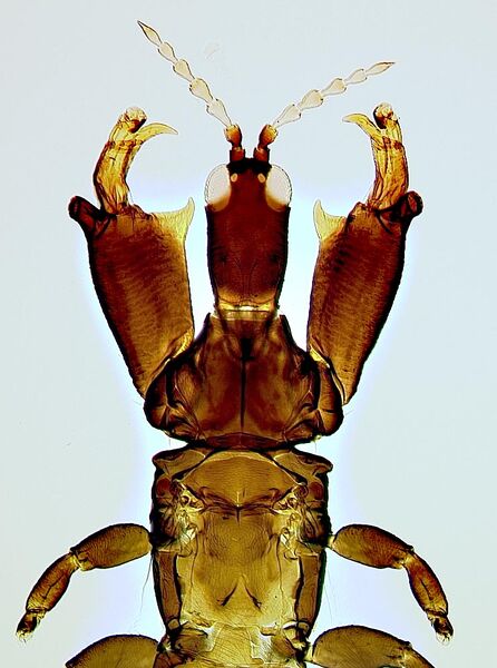 File:Sartrithrips mars.jpg