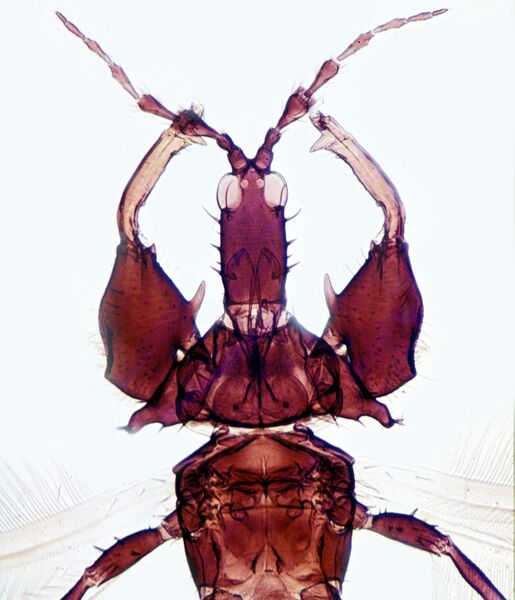 File:Ecacleistothrips glorius male.jpg