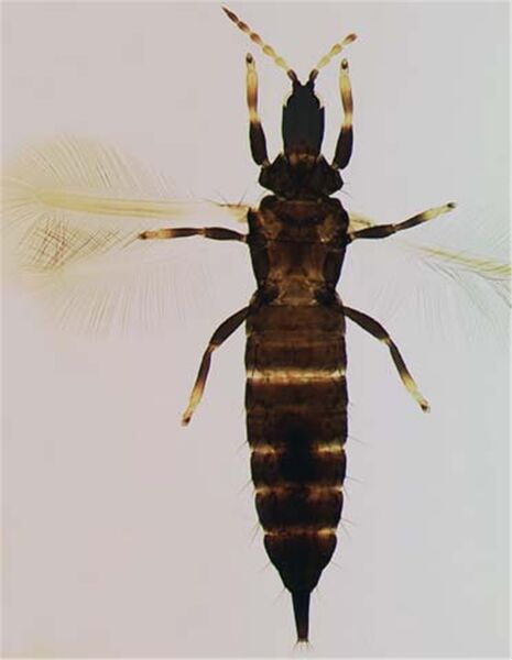 File:LioVaneecFull.jpg