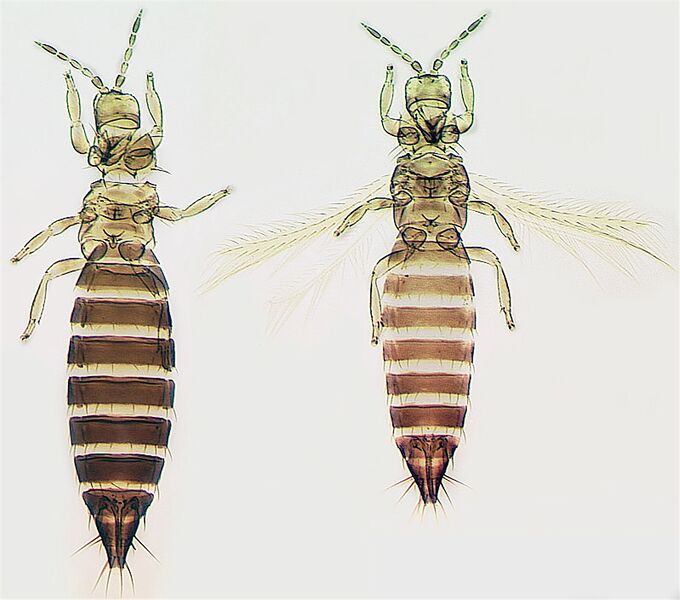 File:Frankliniella fusca.jpg