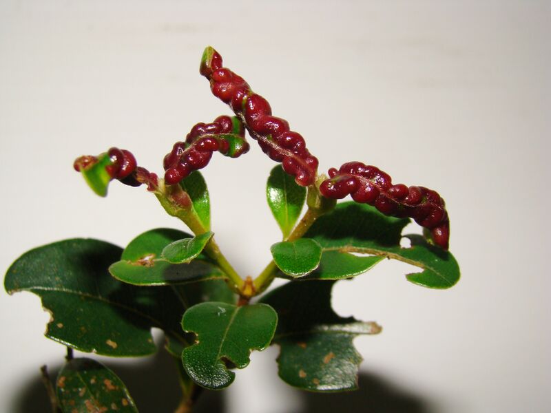 File:Myrtaceae gall2-1-.jpg
