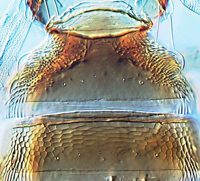 File:Copidothrips tergite II.jpg