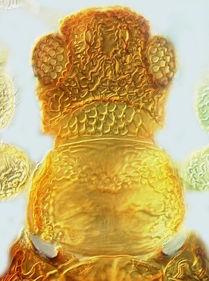 Rhipiphorothrips pulchellus head.jpg