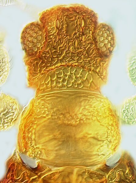 File:Rhipiphorothrips pulchellus head.jpg