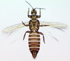Dorythrips chilensis.jpg