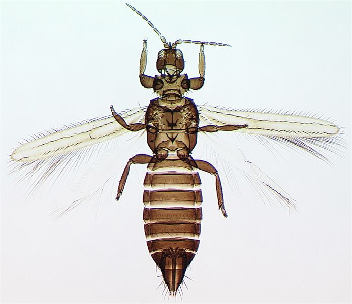 File:Dorythrips chilensis.jpg