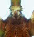Thumbnail for version as of 22:17, 23 April 2013