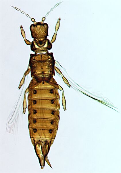 File:Bhattiborealis.jpg