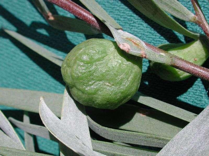 File:3pendula2-1-.jpg
