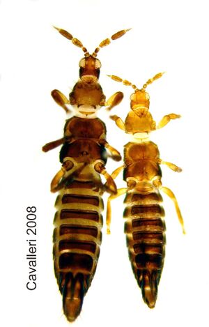 Aulacothrips.jpg