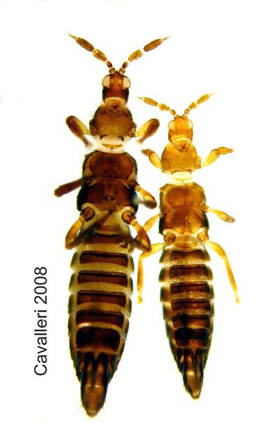 File:Aulacothrips.jpg