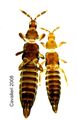 Aulacothrips.jpg