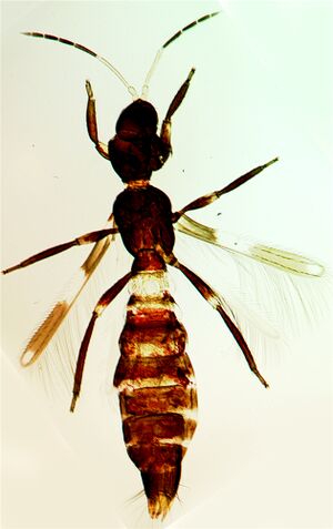 Franklinovespiformis.jpg