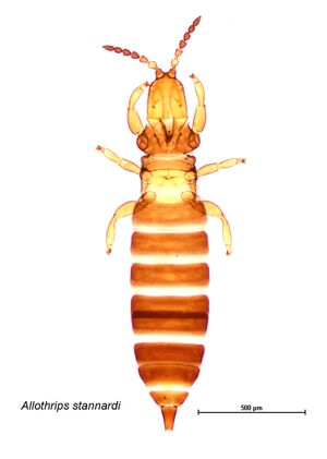 Allothrips whole.jpg