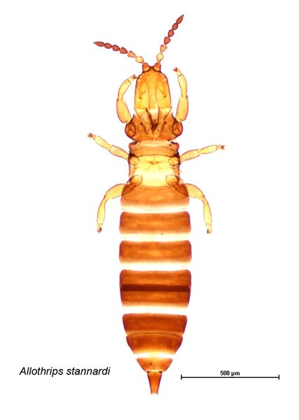 File:Allothrips whole.jpg