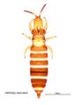 Allothrips whole.jpg