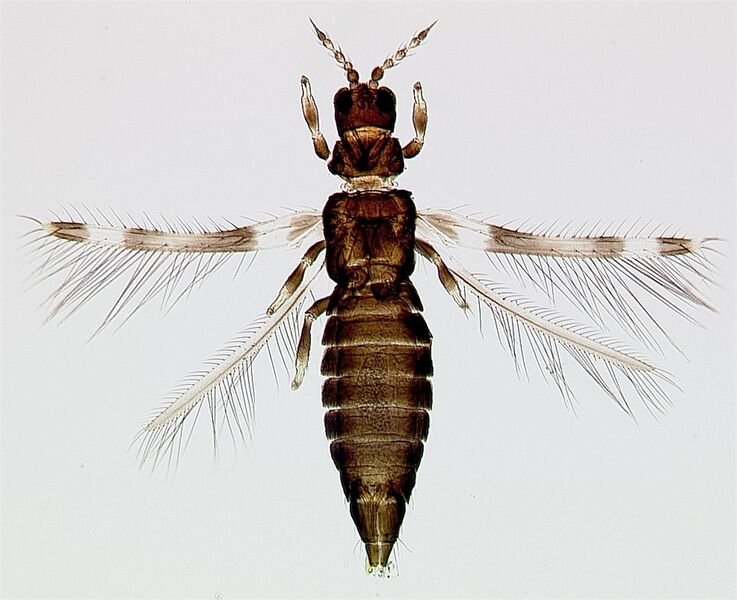 File:CalioStrFull.jpg