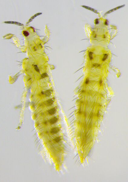File:Scolothrips rhagebianus.jpg