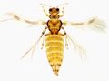 Anisopilothrips venustulus.jpg