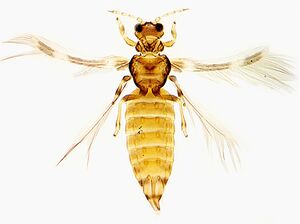 Anisopilothrips venustulus.jpg