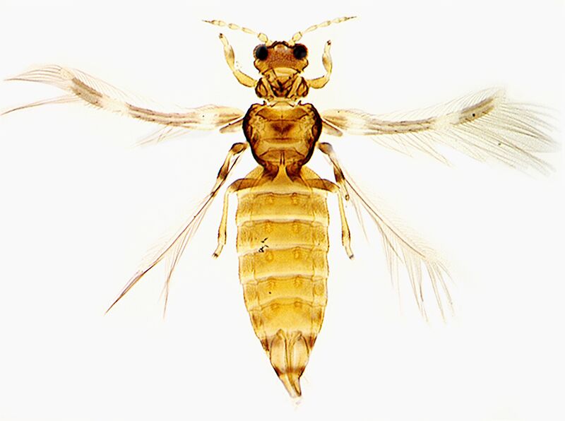 File:Anisopilothrips venustulus.jpg