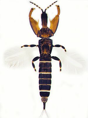 Wari thrips.jpg