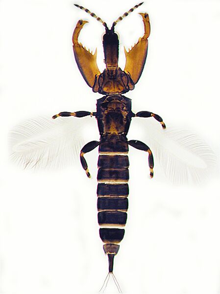 File:Wari thrips.jpg