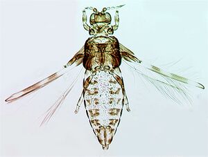 Dendrodiaspora.jpg