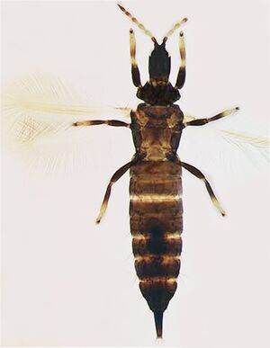 Liothrips vaneeckei.jpg
