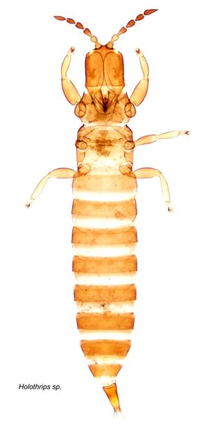 Holothrips copy.jpg