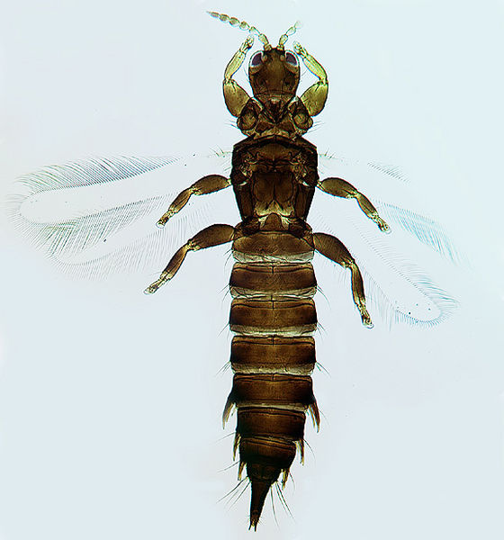 File:Xaniothrips mulga.jpg