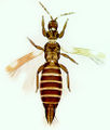 Thumbnail for version as of 02:22, 22 April 2013