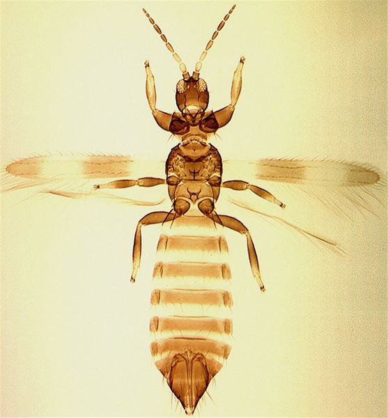 File:Melanficalfull cleaned.jpg