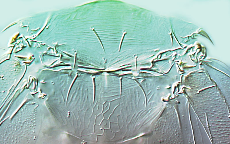 File:Scirtothrips mangiferaffinis.jpg