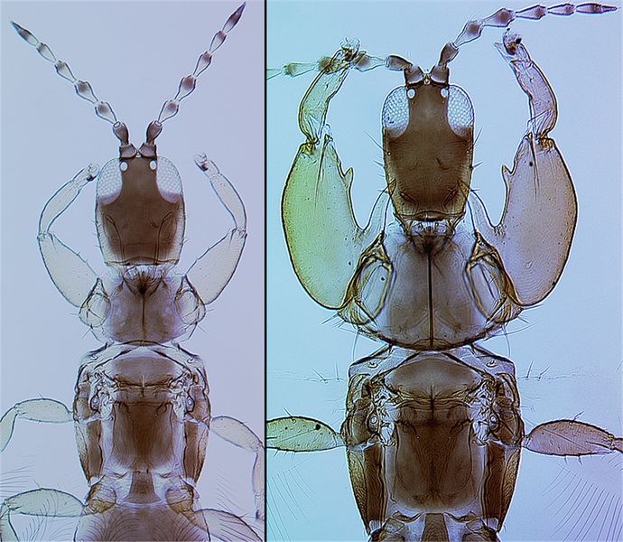 File:TriadoBrigSexDimorph cleaned.jpg