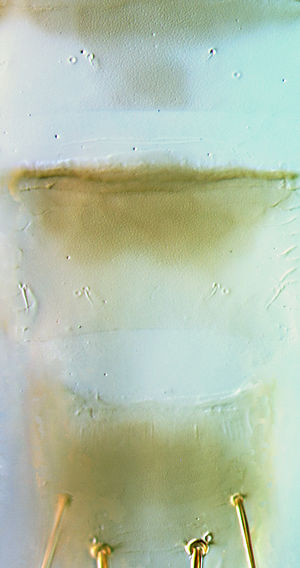Bathrips melanicornis tergites VIII.jpg