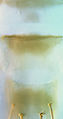 Bathrips melanicornis tergites VIII.jpg