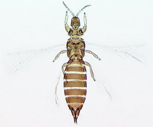 Oligothrips oreios female.jpg