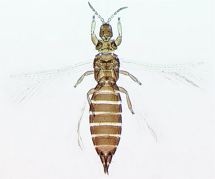 File:Oligothrips oreios female.jpg