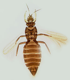 Dactuliothrips xerophilus.jpg