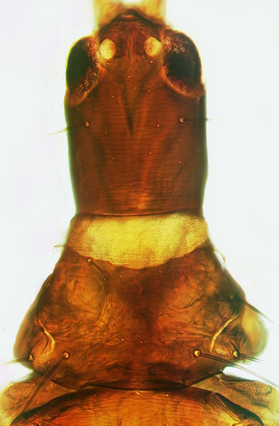 File:Isotrichothrips longirostris.jpg