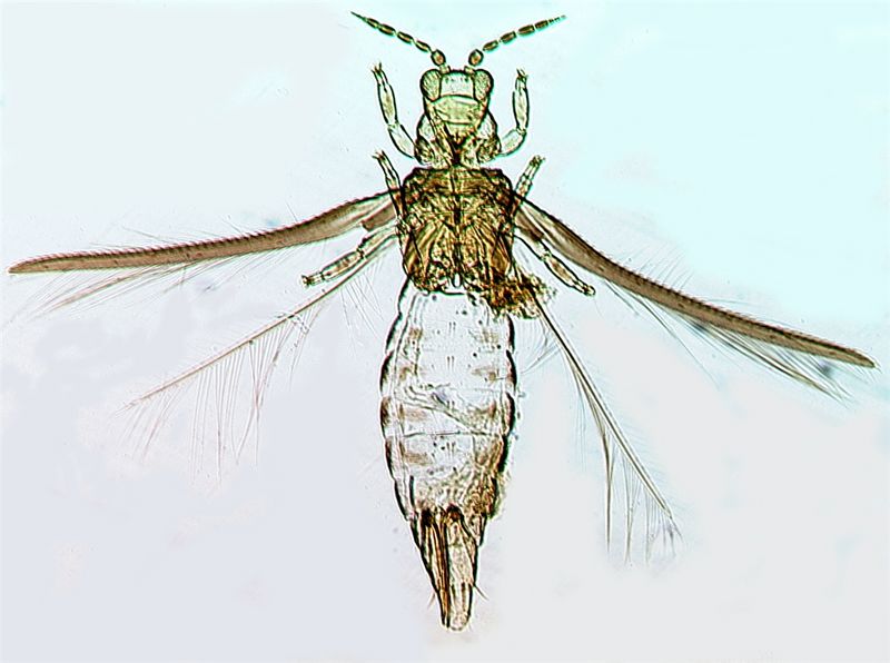 File:Filicopsowells.jpg