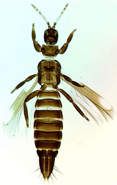 File:Lampromiltoni.jpg